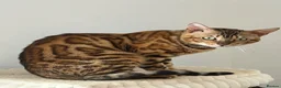Bengal cats for sale: Absolutely stunning Bengal cat  - Advert 9