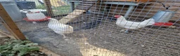 Chickens poultry for sale: LayingvChickens for sale  - Advert 4