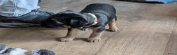 Border Terrier dogs for sale: Border Terrier Puppies For Sale - Advert 12