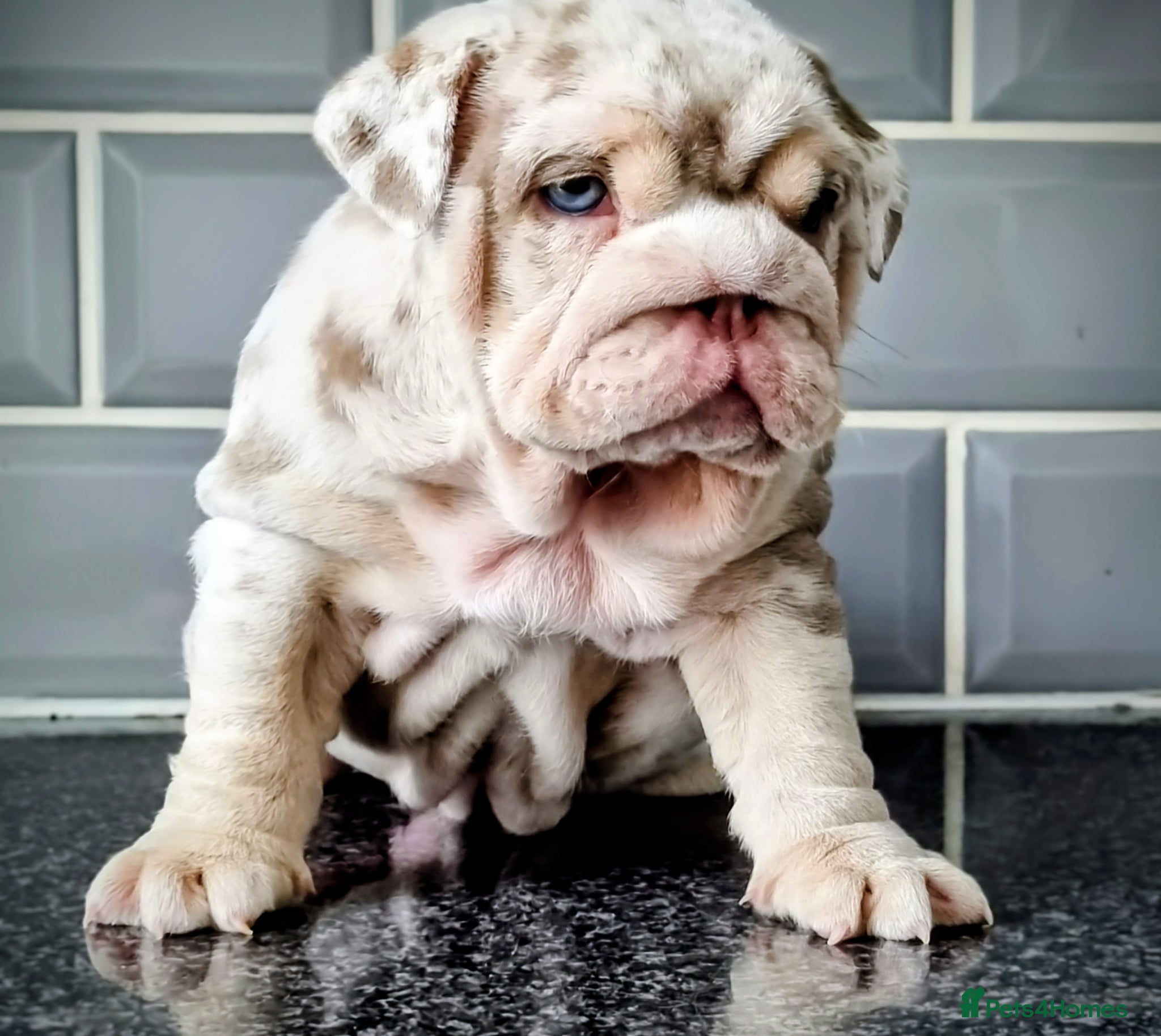 English Bulldog dogs 2 stunning Girl English bulldogs - Advert 13