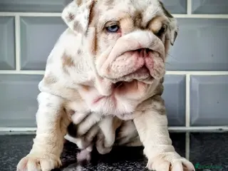 English Bulldog dogs 2 stunning Girl English bulldogs - Advert 13