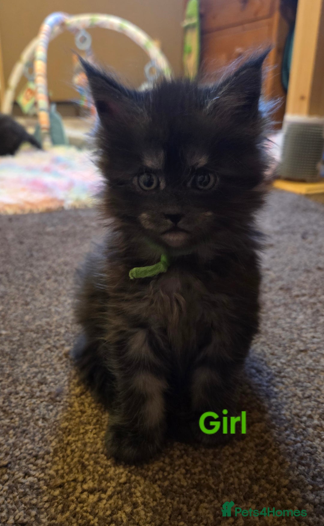 Maine Coon cats for sale: Tica reg Mainecoon kittens - Advert 2