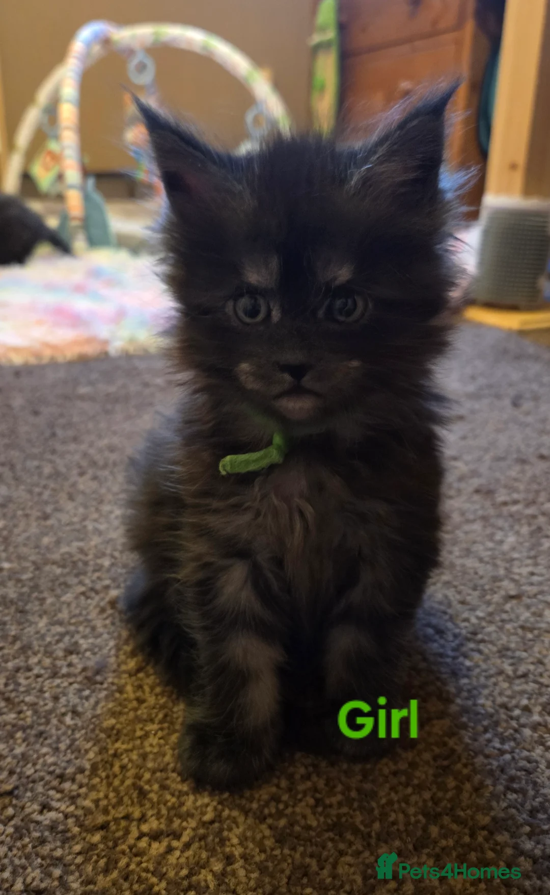 Maine Coon cats for sale: Tica reg Mainecoon kittens 1 boy left - Advert 2