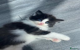 British Longhair cats for sale: 2 kittens one male one female - Image 3