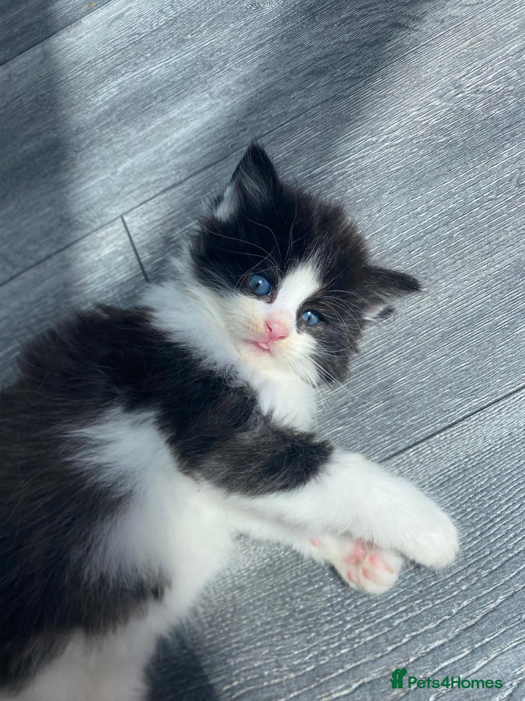 British Longhair cats for sale: 2 kittens one male one female - Image 3
