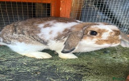 Mini Lop rabbits for sale: Mini lop - Image 4