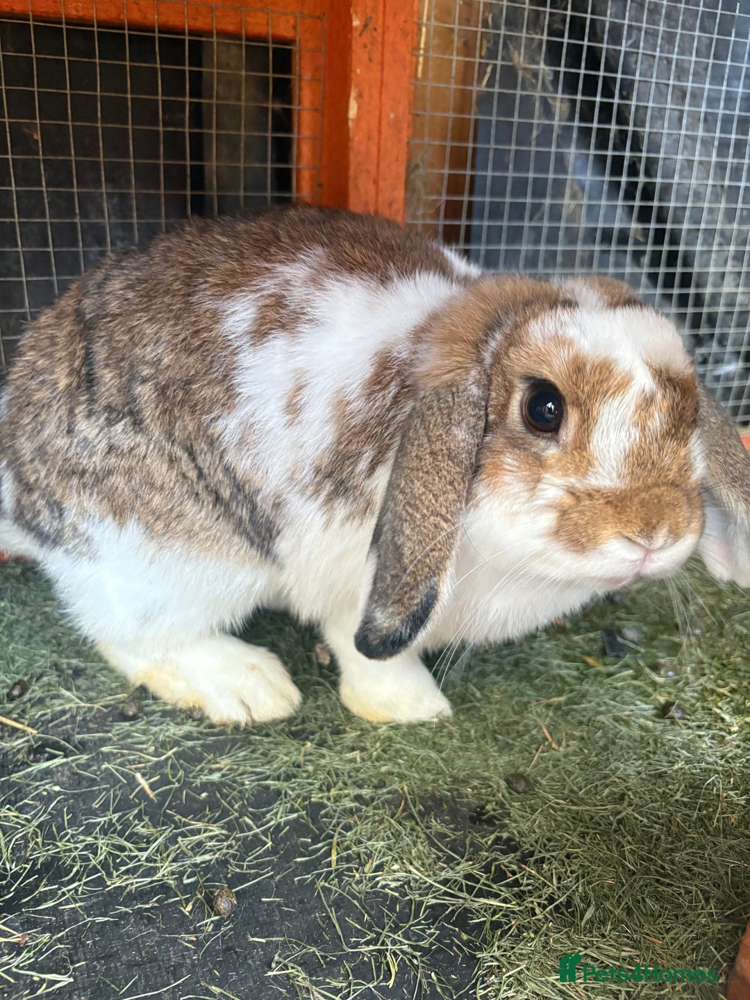 Mini Lop rabbits for sale: Mini lop - Image 4