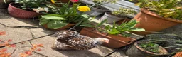 Chickens poultry for sale: Hatching eggs Pekin bantam & silkie  - Advert 8