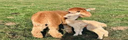 Alpaca livestock for sale: A very special breeding group of 16 alpacas - Advert 22