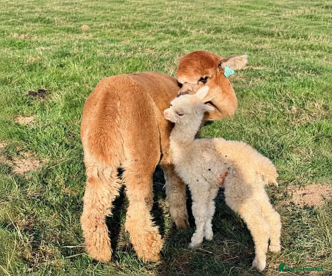 Alpaca livestock for sale: A very special breeding group of 16 alpacas - Advert 22