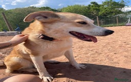 Mixed Breed dogs for adoption: Meet Honey, currently residing in Cheshire  - Image 3