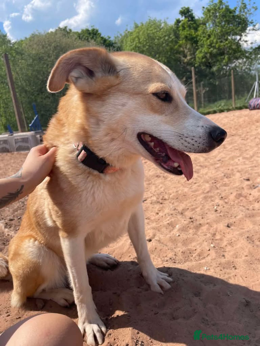 Mixed Breed dogs for adoption: Meet Honey, currently residing in Cheshire  - Image 3