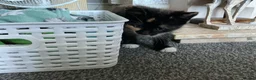 Mixed Breed cats for sale: Kittens  - Advert 8