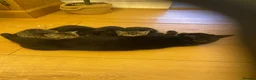 British Shorthair cats for sale: 3 beautiful kittens ready now - Advert 5