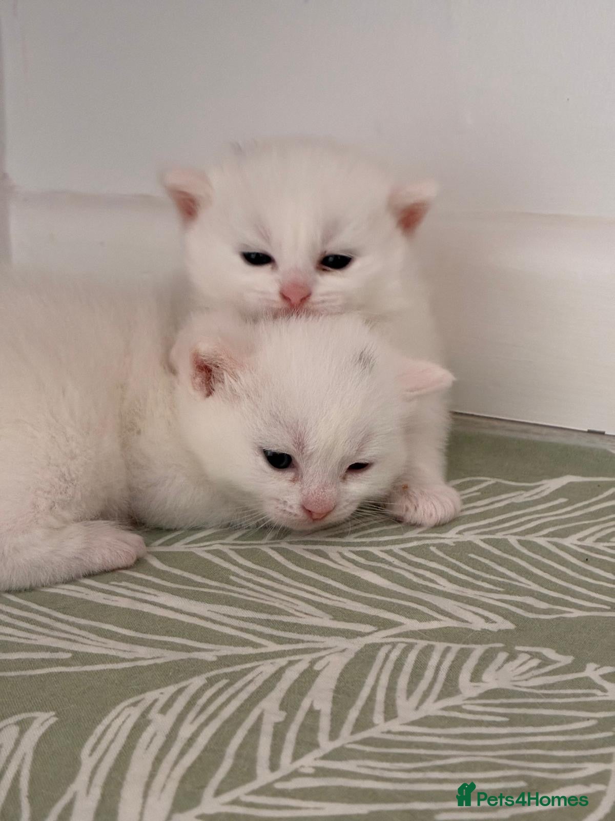 Munchkin cats Turkish Angora x Munchkin female, male & mum - Advert 8