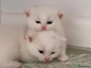 Munchkin cats Turkish Angora x Munchkin female, male & mum - Advert 8