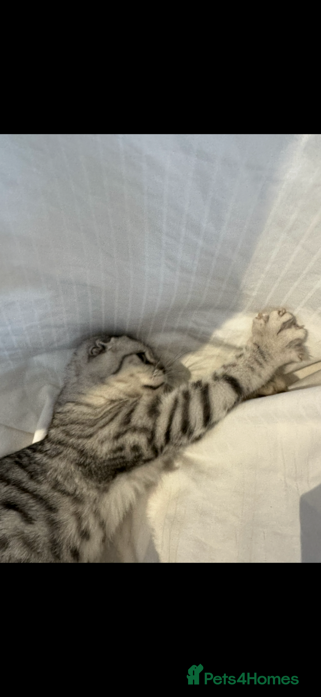 Scottish Fold cats for sale: Scottish Fold Kittens Variety of Colours - Image 5