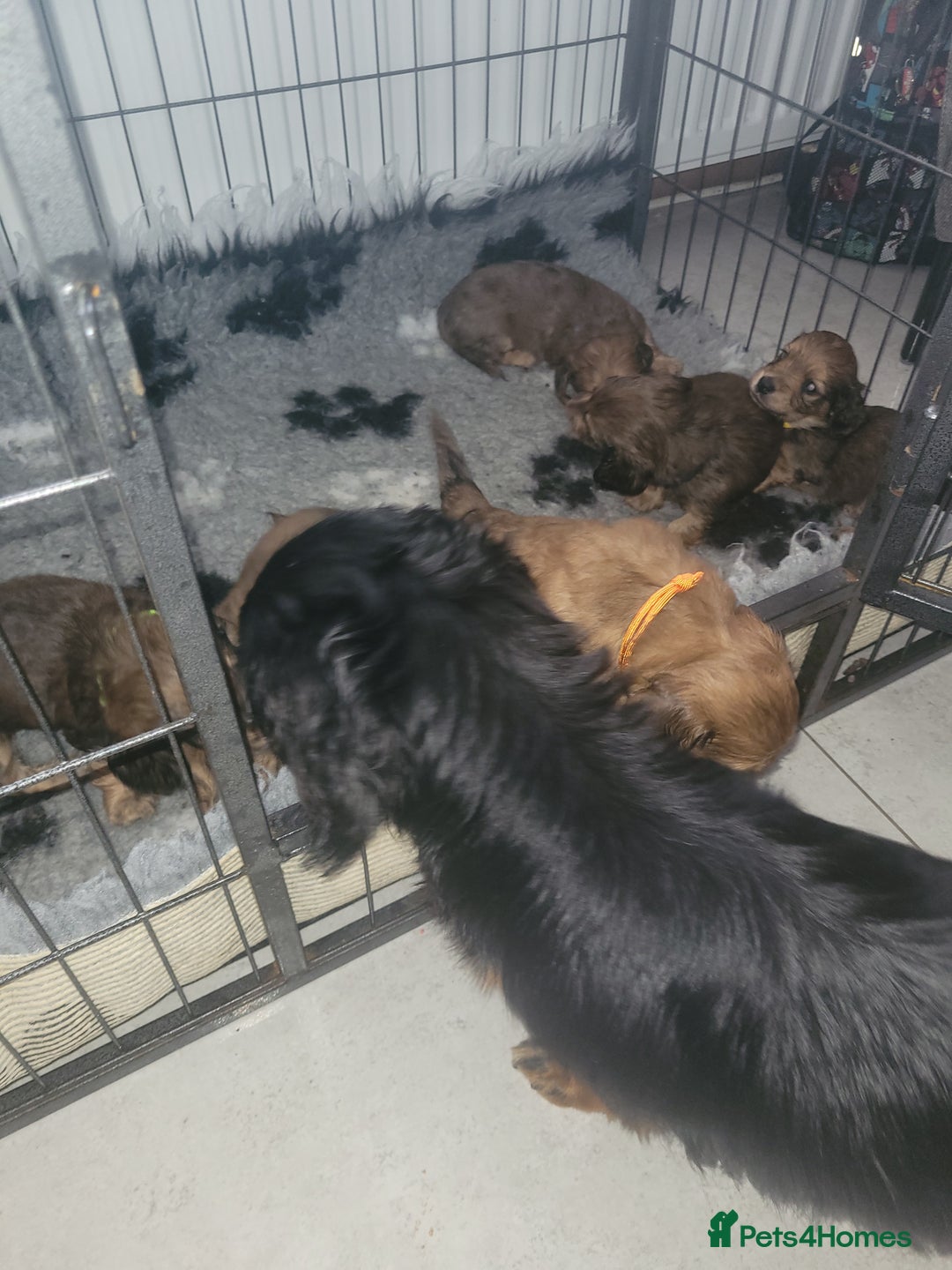 Miniature Dachshund dogs for sale: Miniature long hair shaded cream - Image 5