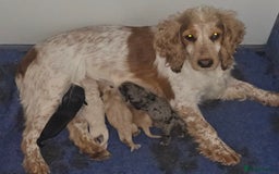Cockapoo dogs for sale: F1 Minature Cockapoos - Image 11
