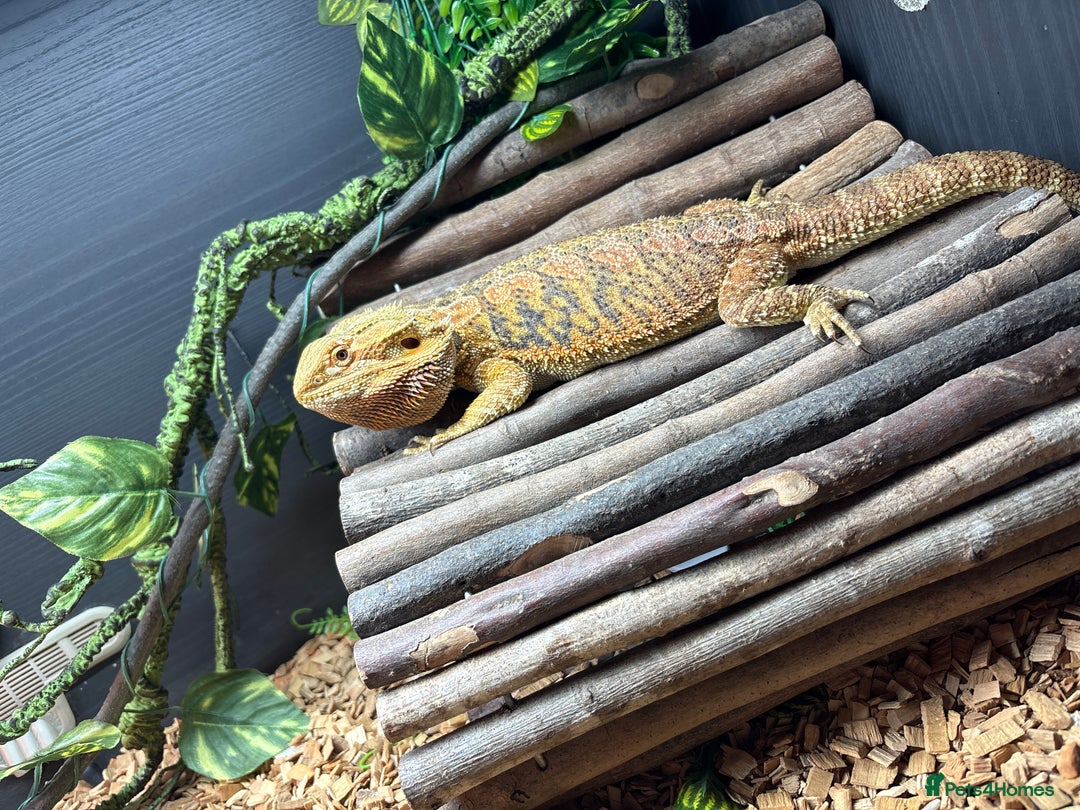 Bearded Dragon reptiles for sale: Bearded dragon and set up  - Advert 1
