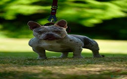 American Bully dogs for stud: 🔥 Micro American Bully for stud 🔥 - Image 3