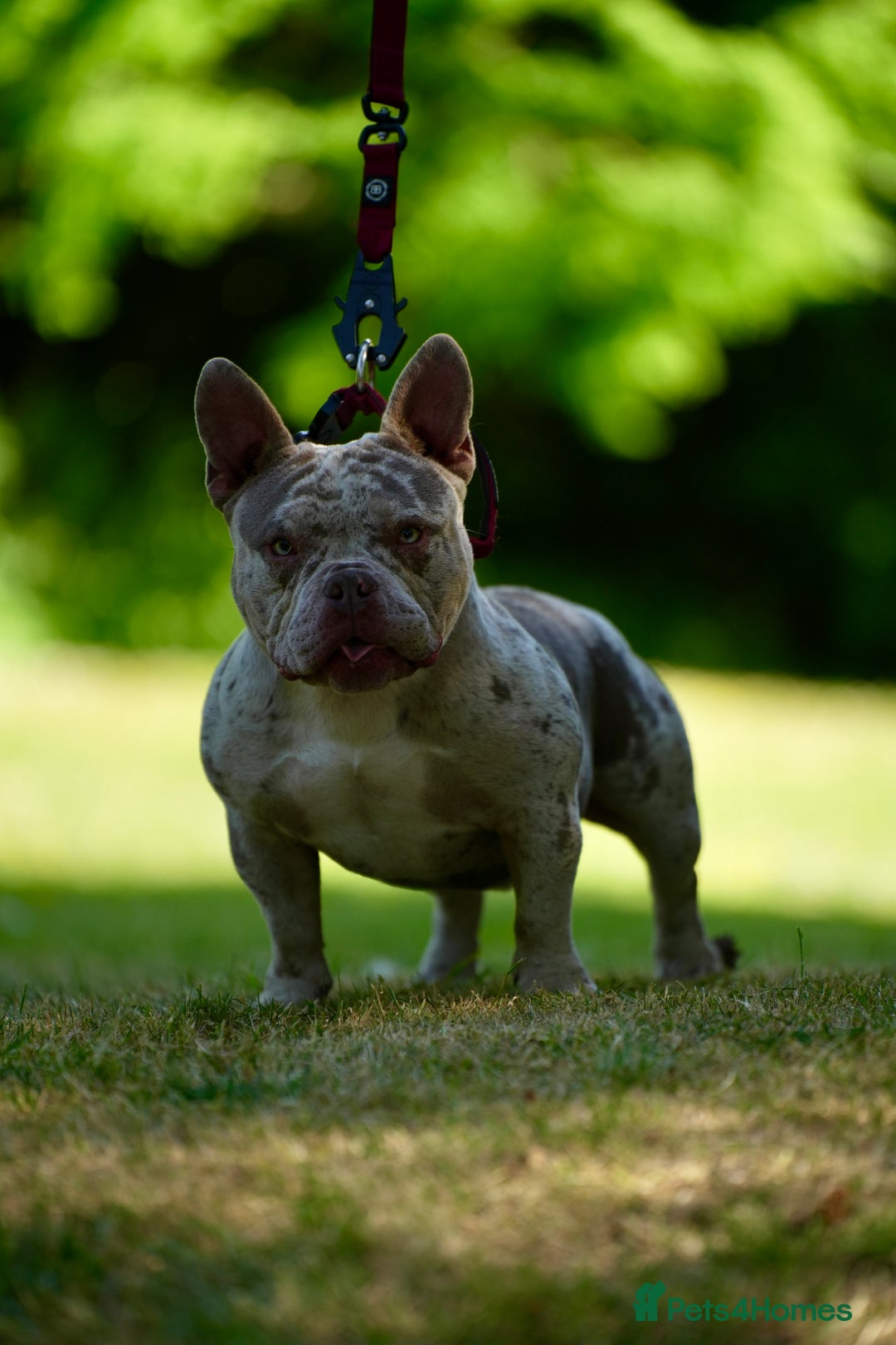 American Bully dogs for stud: 🔥 Micro American Bully for stud 🔥 - Image 3