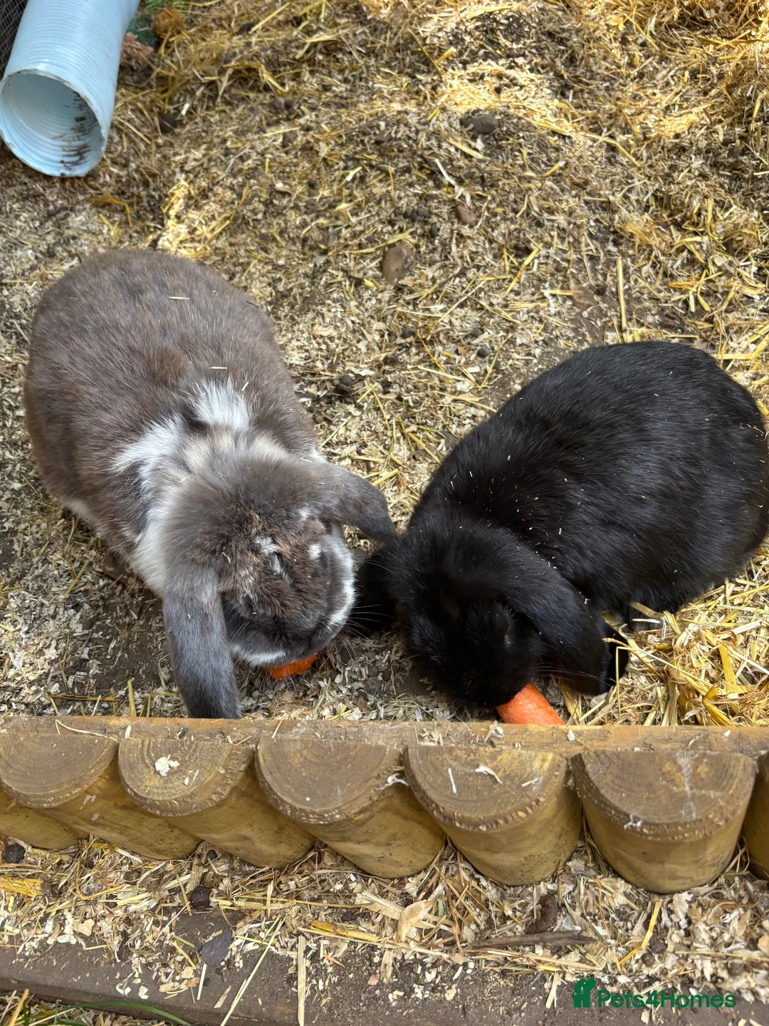 French Lop rabbits for sale: Male Baby “Giant” French Lop ready to reserve  - Advert 2