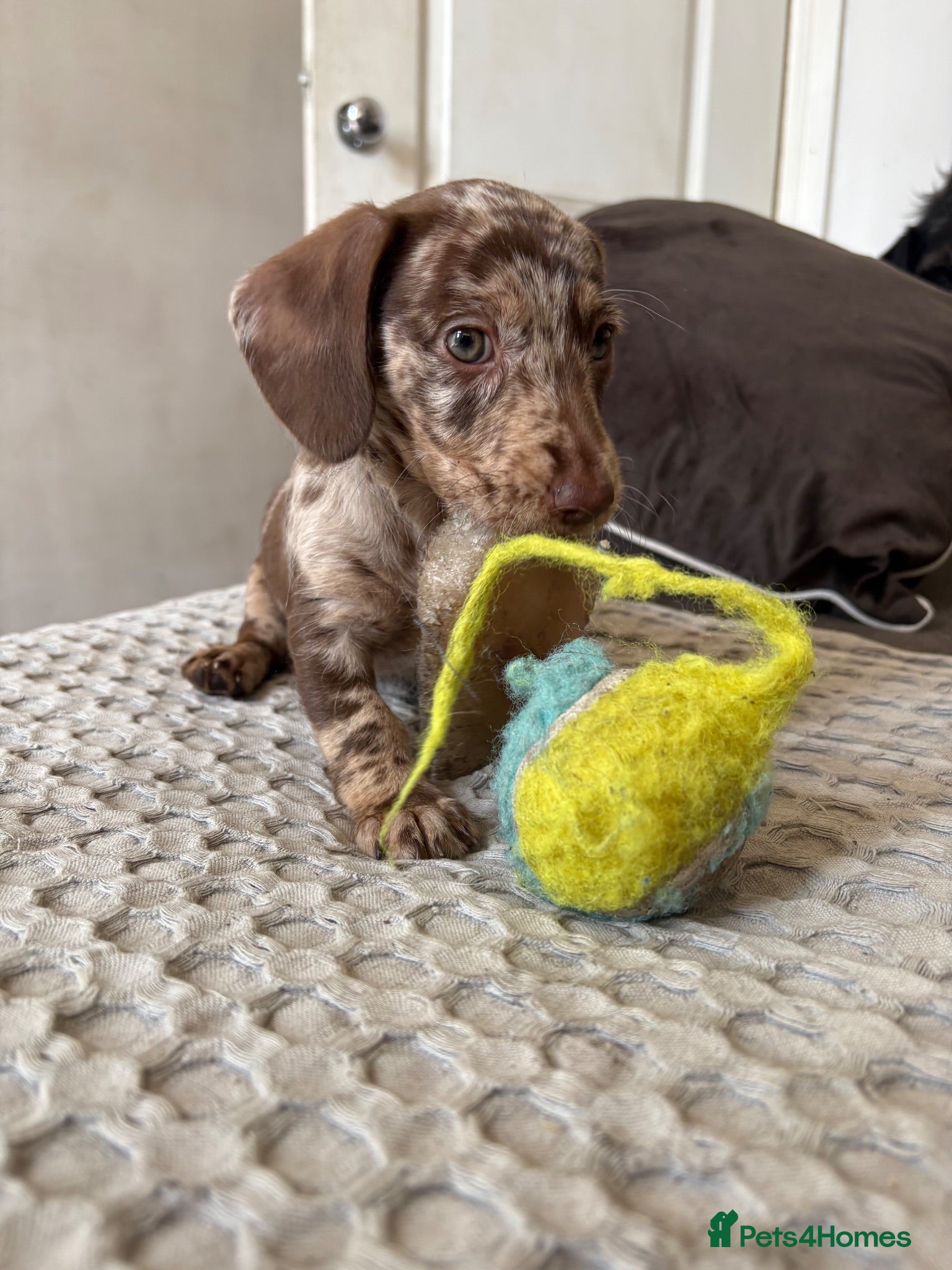 Labradoodle dogs Rare Merle labradoodles LAST GIRL READY NOW! - Advert 2