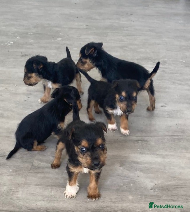 Lakeland Terrier dogs 6 lakeland terriers puppies - Advert 3