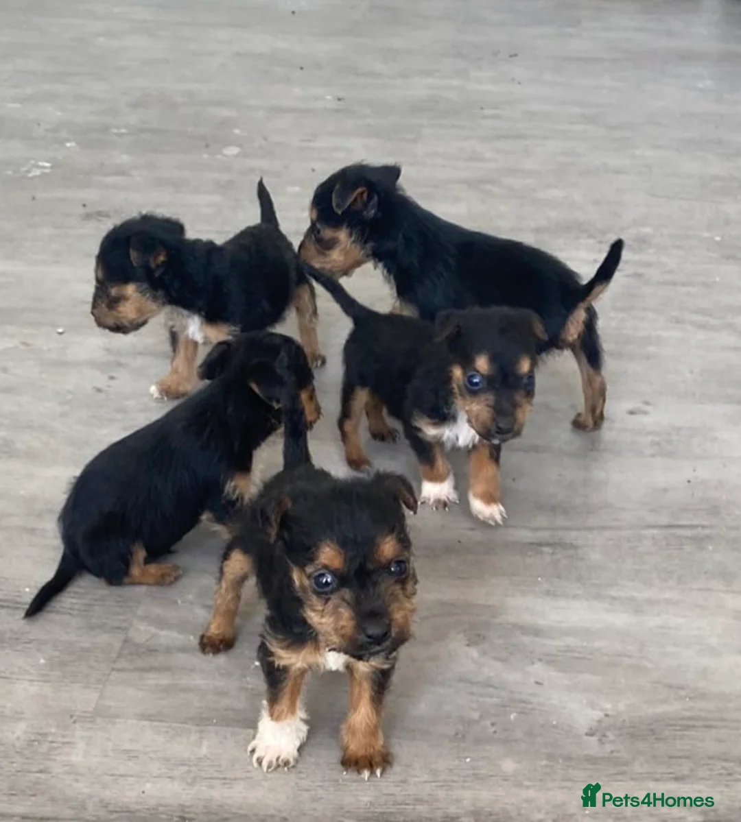 Lakeland Terrier dogs for sale: 6 lakeland terriers puppies in Dalry - Advert 1