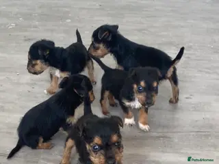 Lakeland Terrier dogs 6 lakeland terriers puppies - Advert 1
