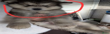 Alaskan Malamute Puppy Red 