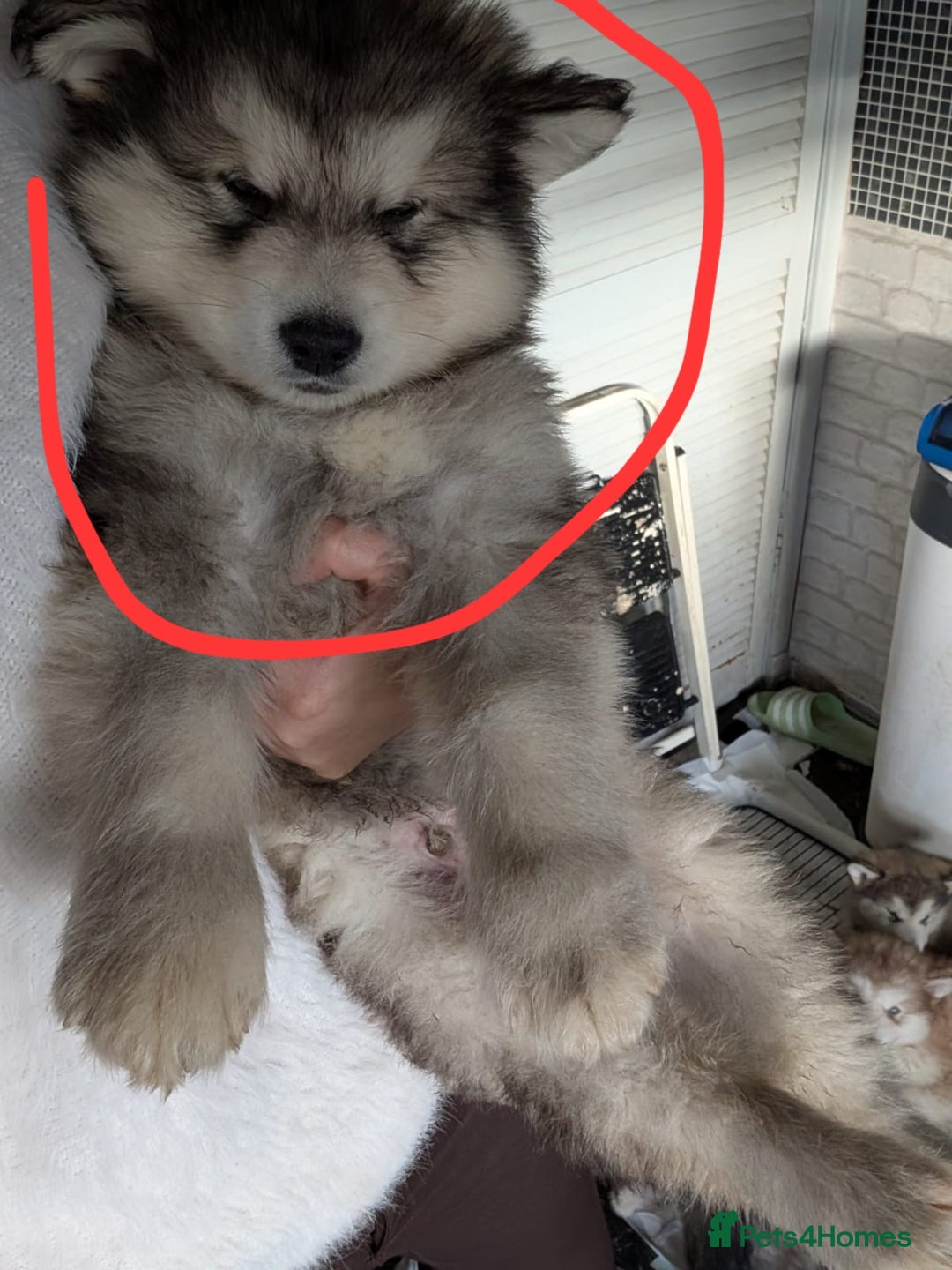 Alaskan Malamute dogs for sale: 2 left KC Alaskan malamute puppies champion lines - Advert 18