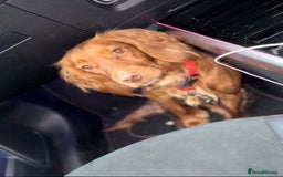 Cockapoo dogs for sale: Gorgeous last cockapoo boy available - ready to go - Image 2