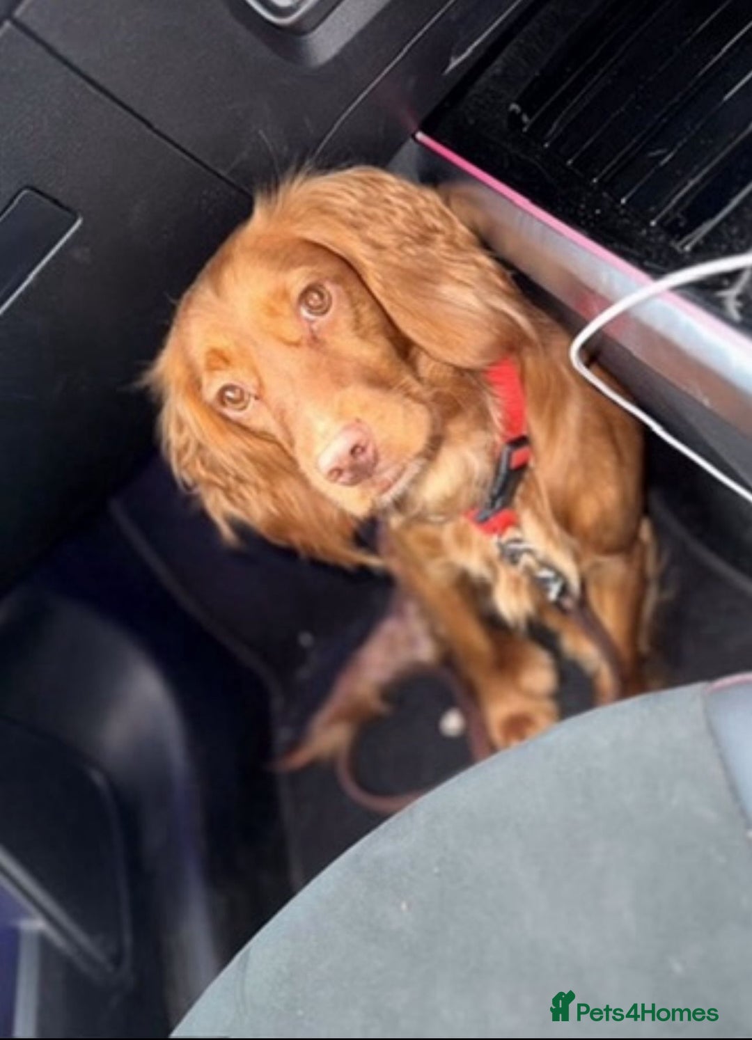 Cockapoo dogs for sale: Gorgeous last cockapoo boy available - ready to go - Image 2