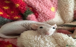 Rat rodents for sale: Pair of Dumbo Rex hairless male Rats - Image 1