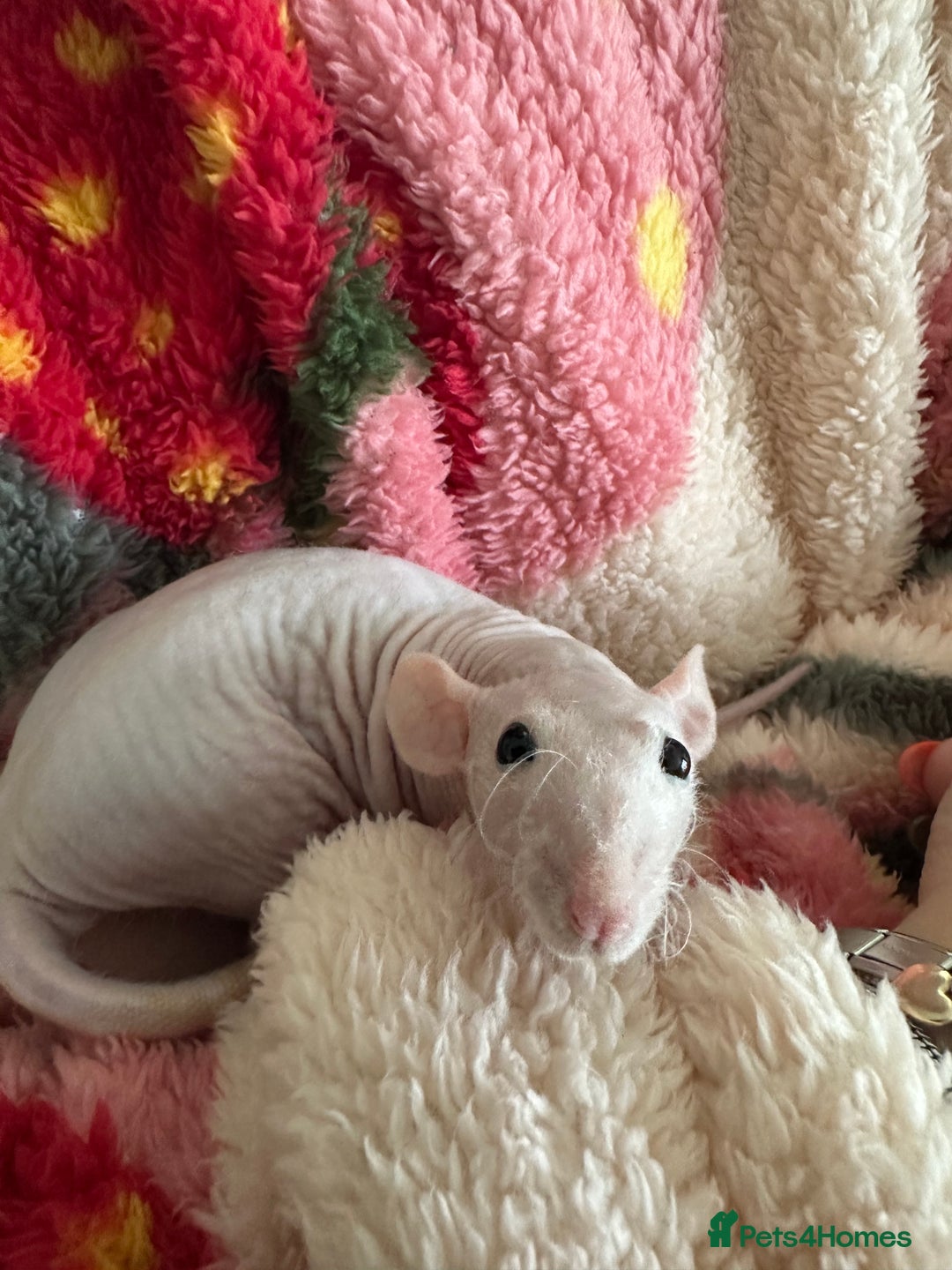 Rat rodents for sale: Pair of Dumbo Rex hairless male Rats - Image 1