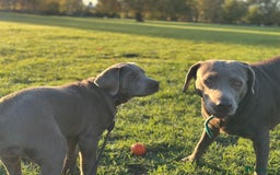 Labrador Retriever dogs for sale: Remaining 3 puppies (13 wks) - Image 4