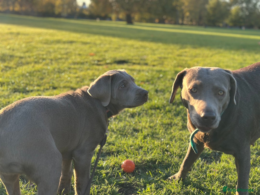 Labrador Retriever dogs for sale: Remaining 3 puppies (13 wks) - Image 4