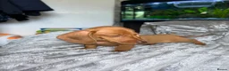 Dachshund dogs for sale: Gorgeous miniature daschunds  - Advert 7