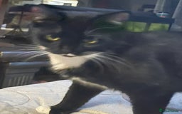 Domestic Shorthair cats for sale: TUX KITTEN  - Advert 3