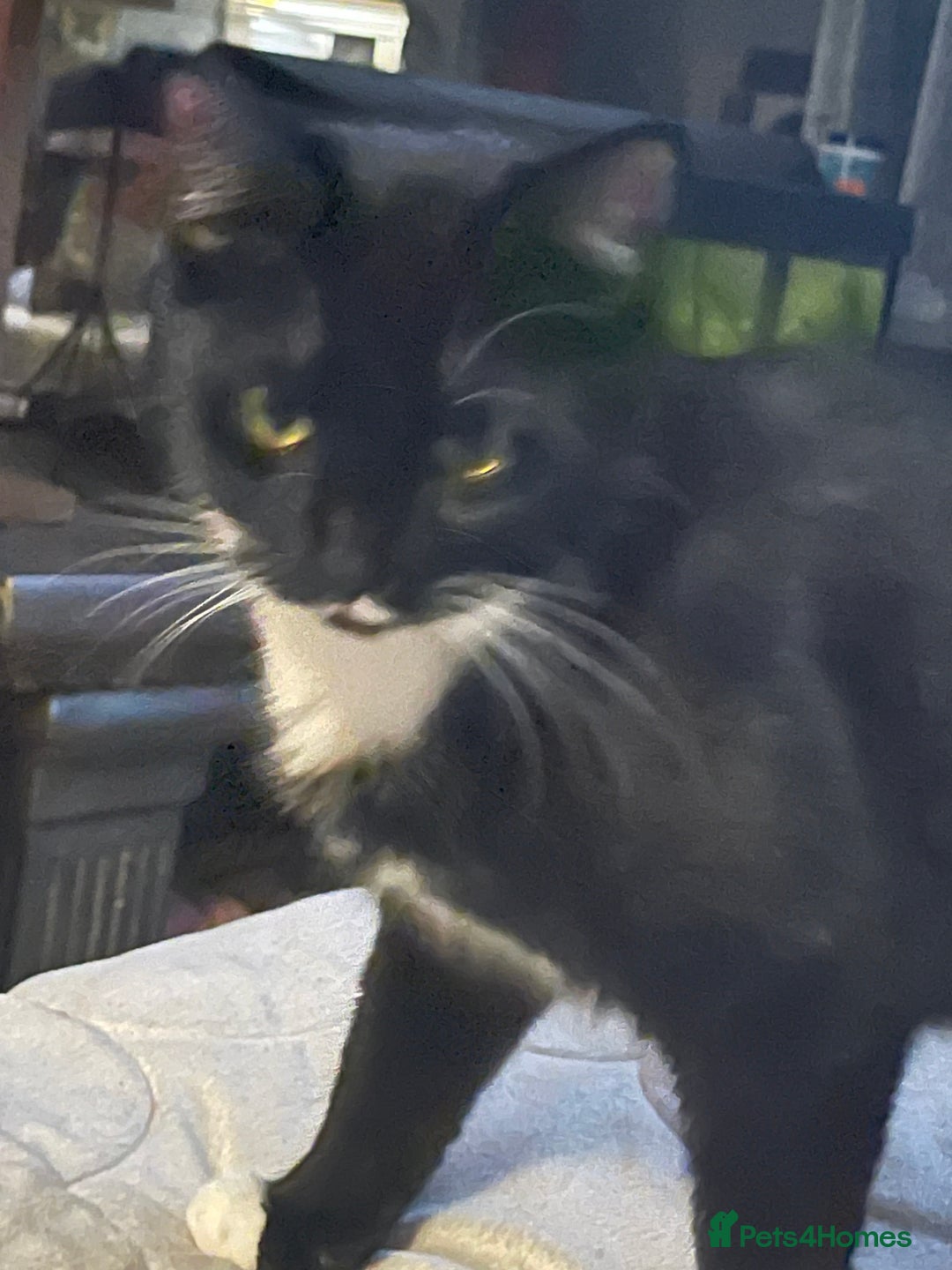 Domestic Shorthair cats for sale: TUX KITTEN  - Advert 3