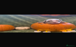 English Bulldog dogs for sale: Beautiful bulldog babies  - Image 8