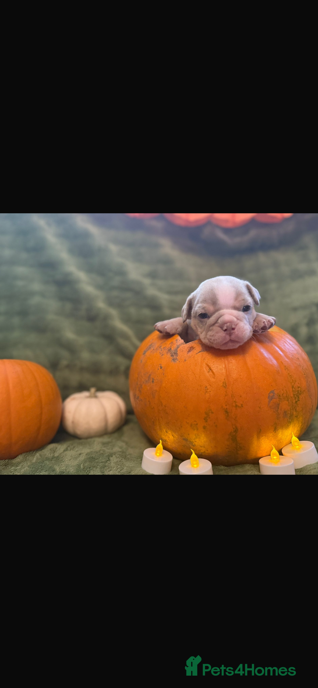 English Bulldog dogs for sale: Beautiful bulldog babies  - Image 8