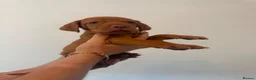 Hungarian Vizsla dogs for sale: KC Hungarian Vizsla Puppies - Advert 12