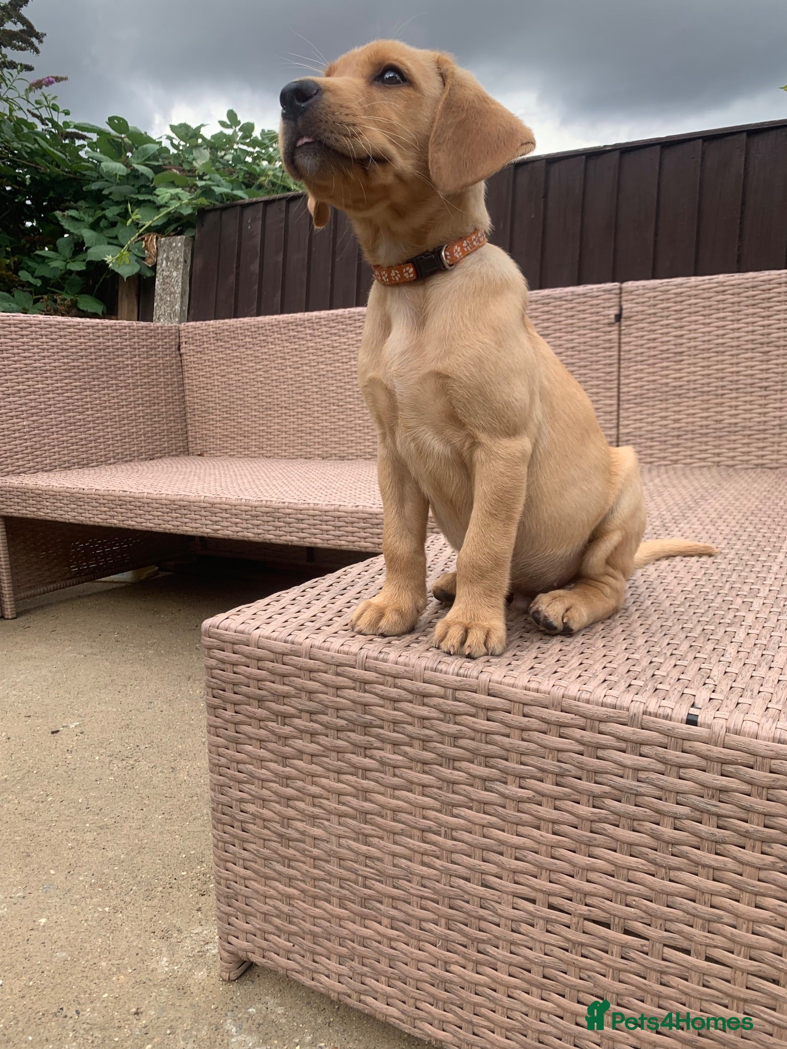 Labrador Retriever dogs  Ready now 🐾KC Labrador puppies   - Advert 17