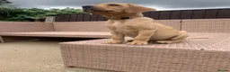 Labrador Retriever dogs for sale:  KC Labrador puppies   - Advert 7