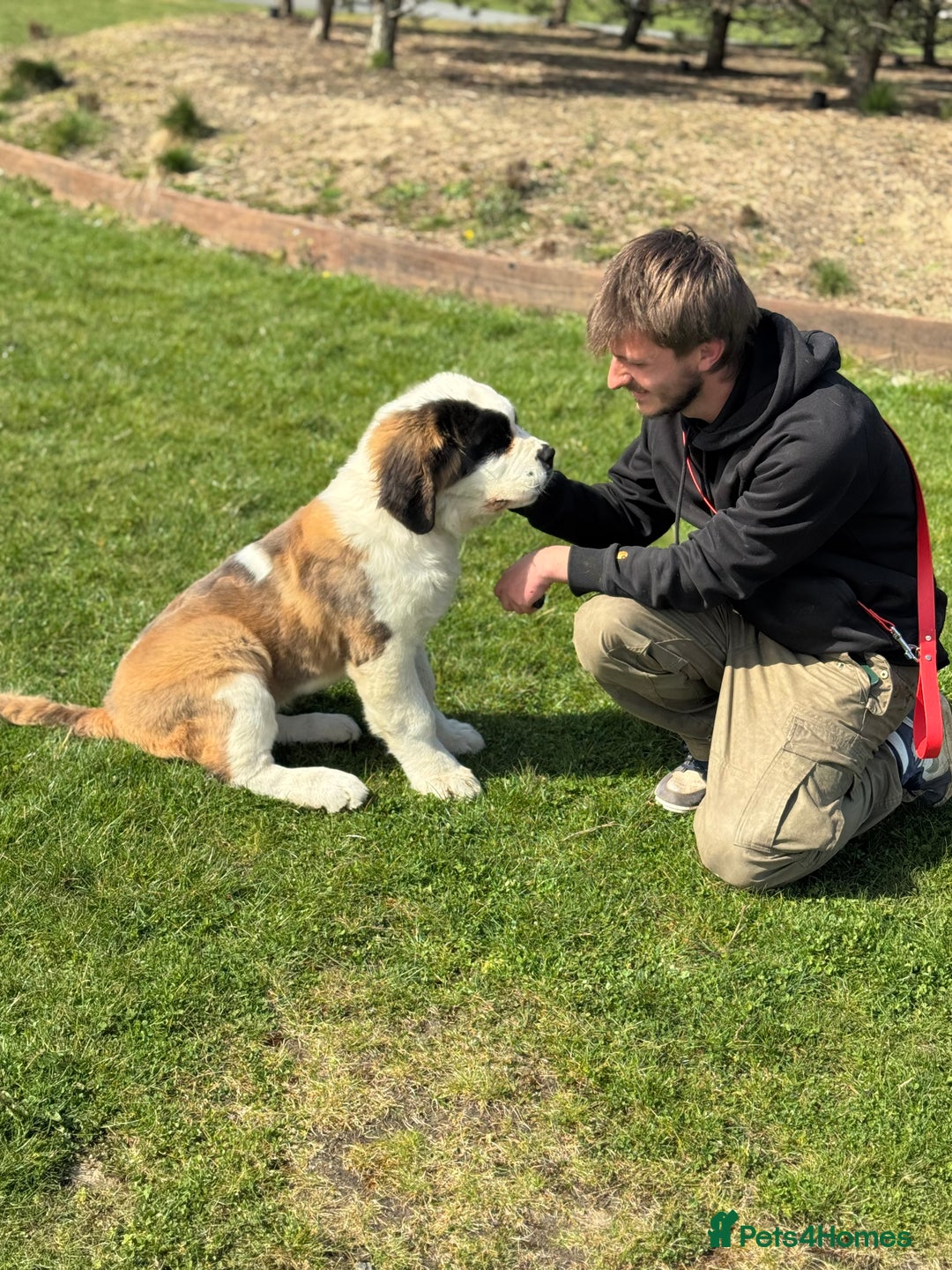 Saint Bernard dogs for sale: Saint Bernard for forever home  - Advert 10
