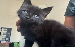 British Shorthair cats for sale: 3 KITTENS READY TO GO !  - Image 4