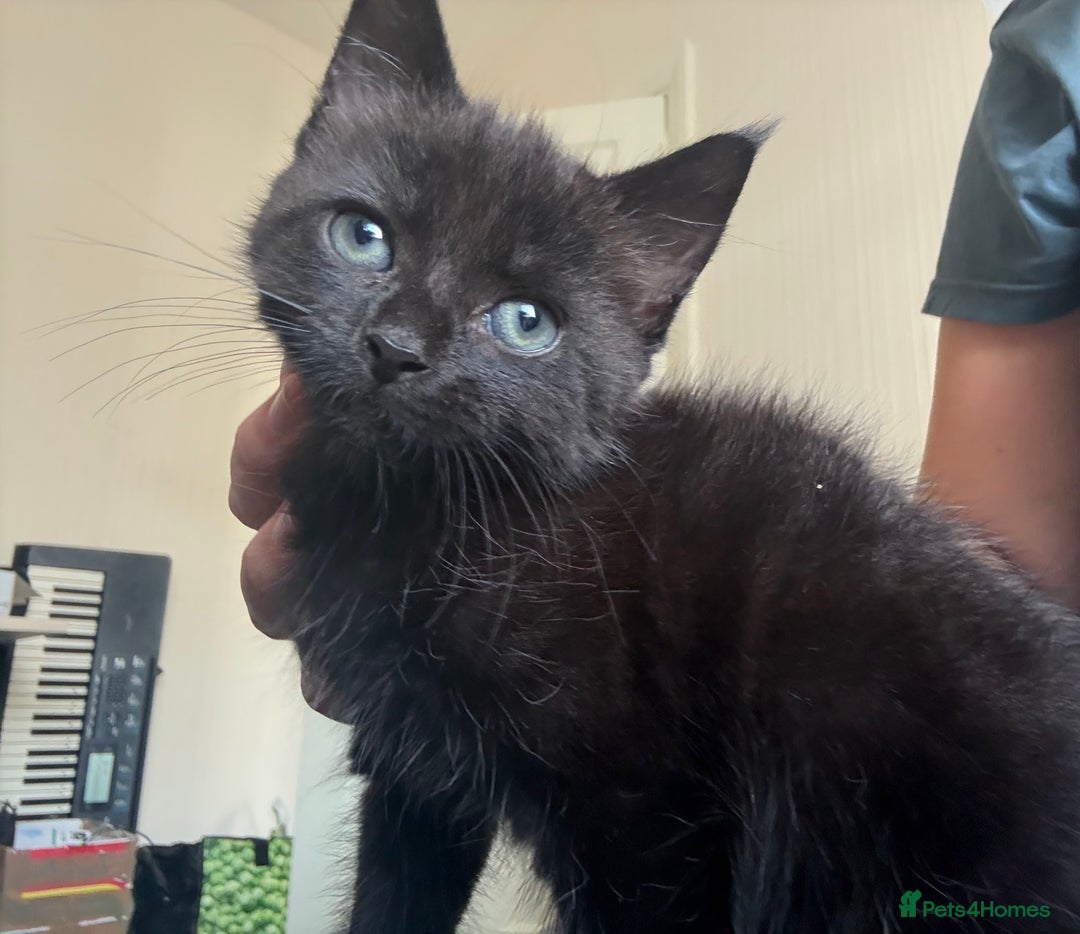 British Shorthair cats for sale: 3 KITTENS READY TO GO !  - Image 4